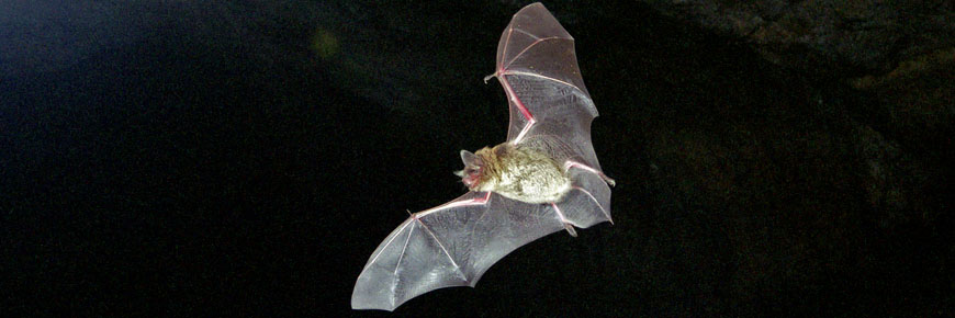 A small bat flying in a darkened cave.